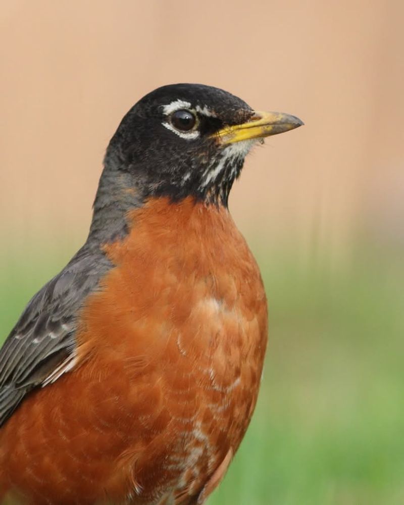 American Robin