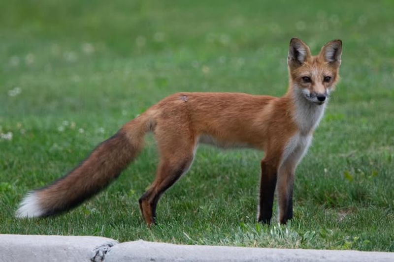 Red Fox