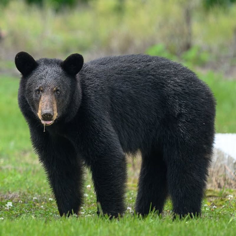 Black Bear