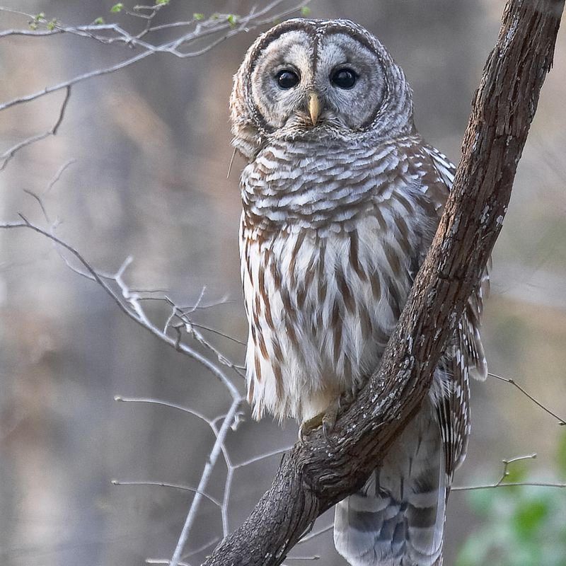 Barred Owl
