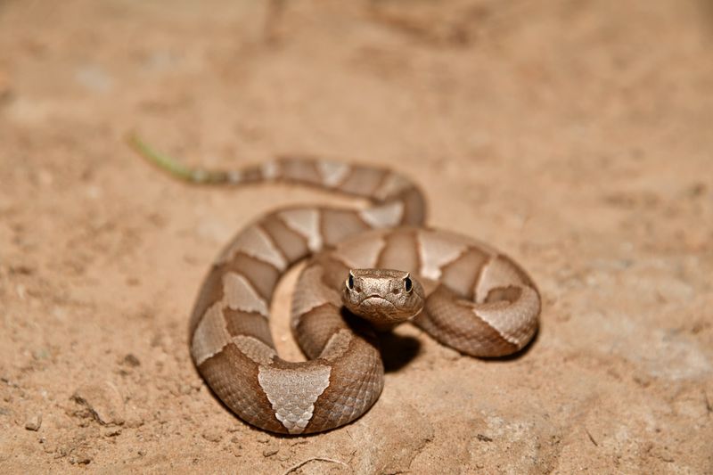 Southern Copperhead