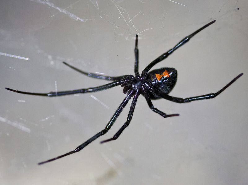 Southern Black Widow Spider