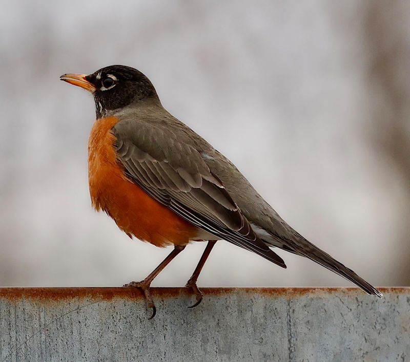 American Robins