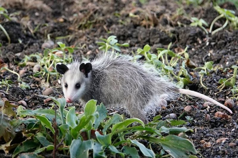 Opossum