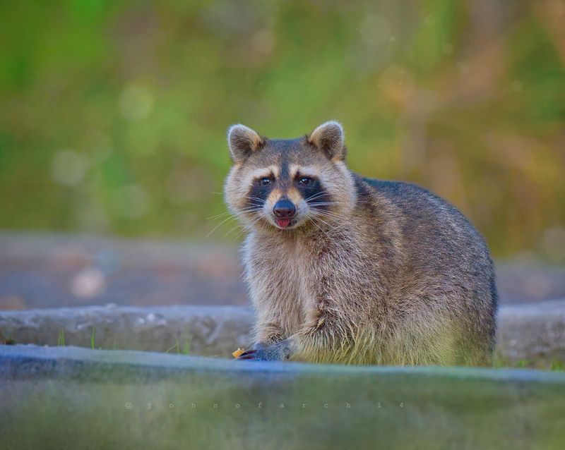 Raccoon