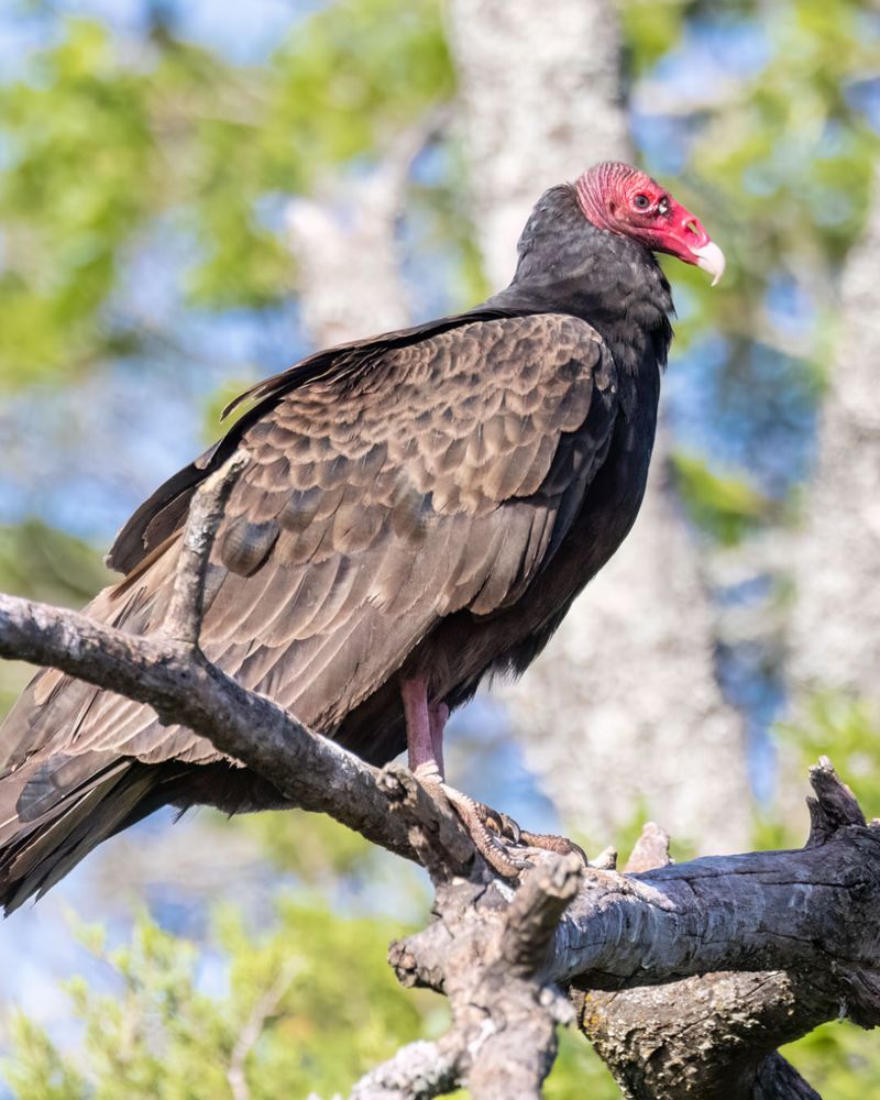Turkey Vulture