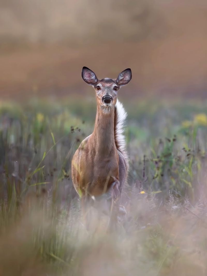 White-Tailed Deer