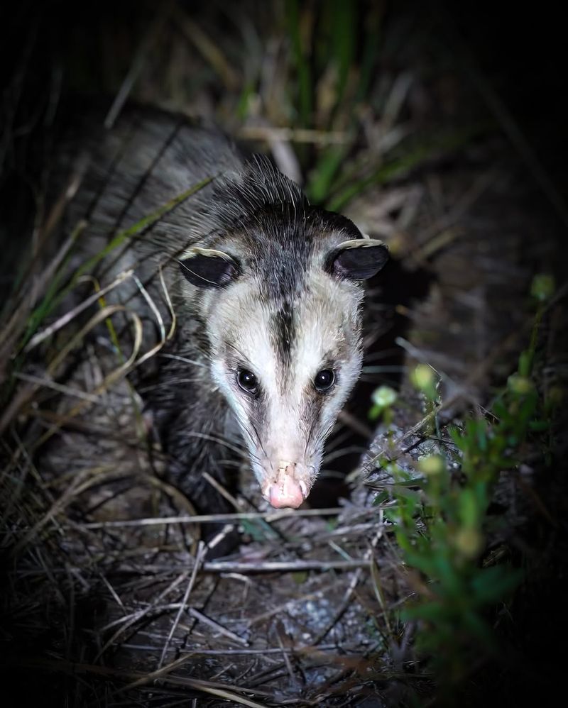 Virginia Opossum