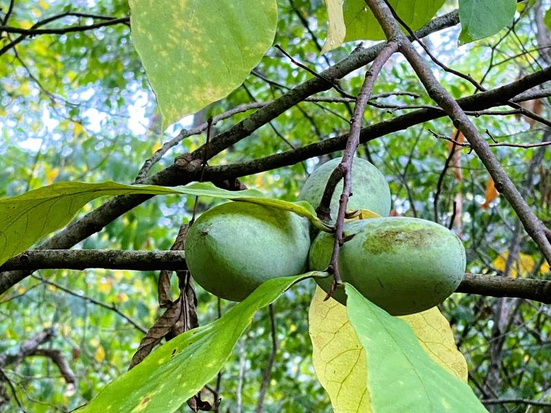 Paw Paw (Protected Groves)
