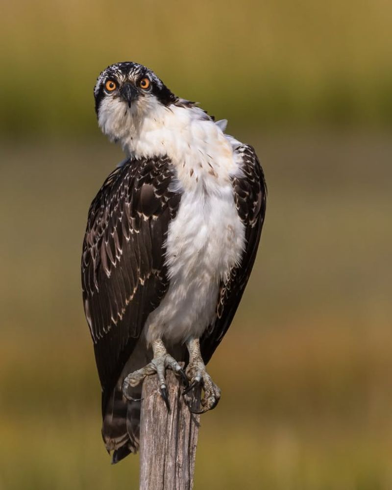 Osprey