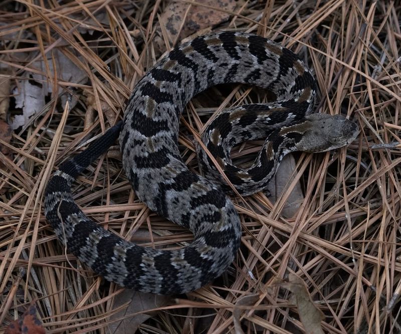 Timber Rattlesnake