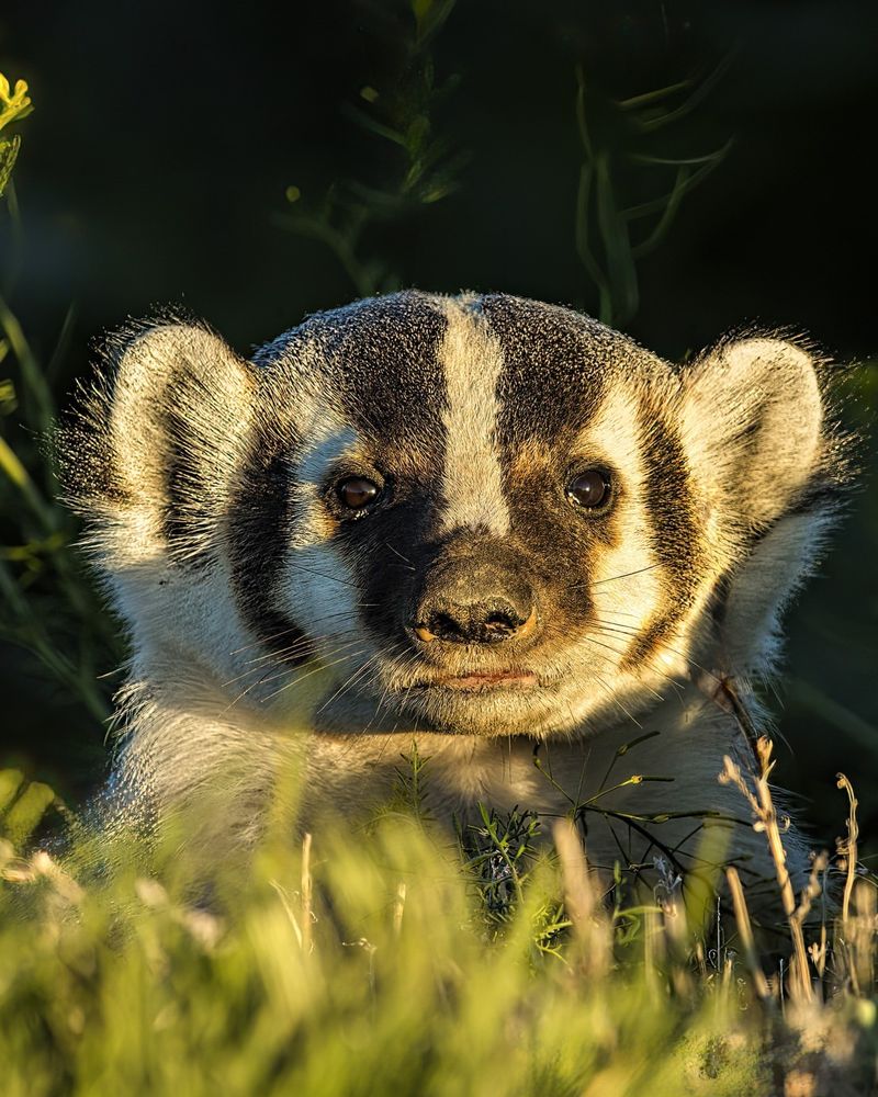American Badger