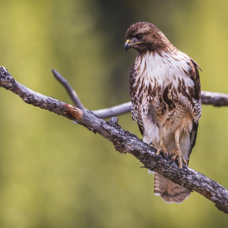 Red-Tailed Hawks