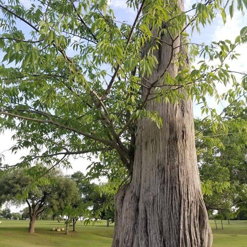 Hackberry Trees Near Protected Wetlands