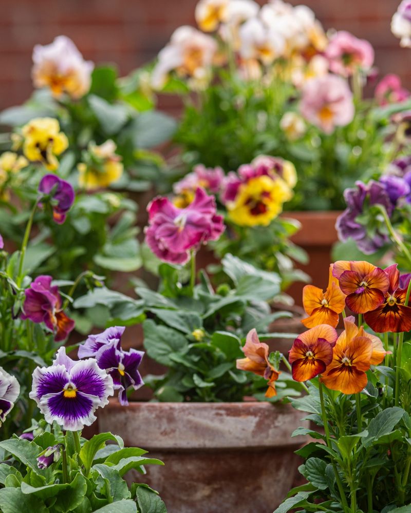 Pansies