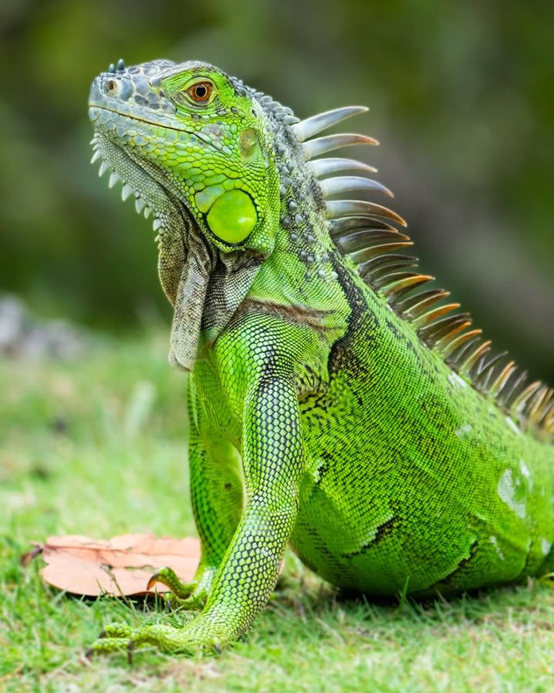 Iguanas