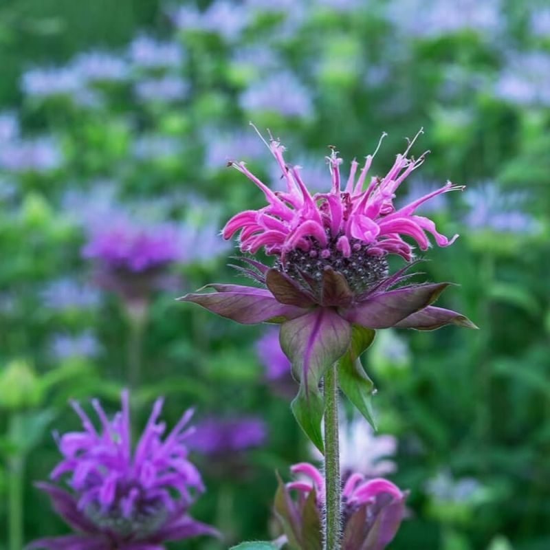 Aromatic Leaves Provide Shelter And Safety