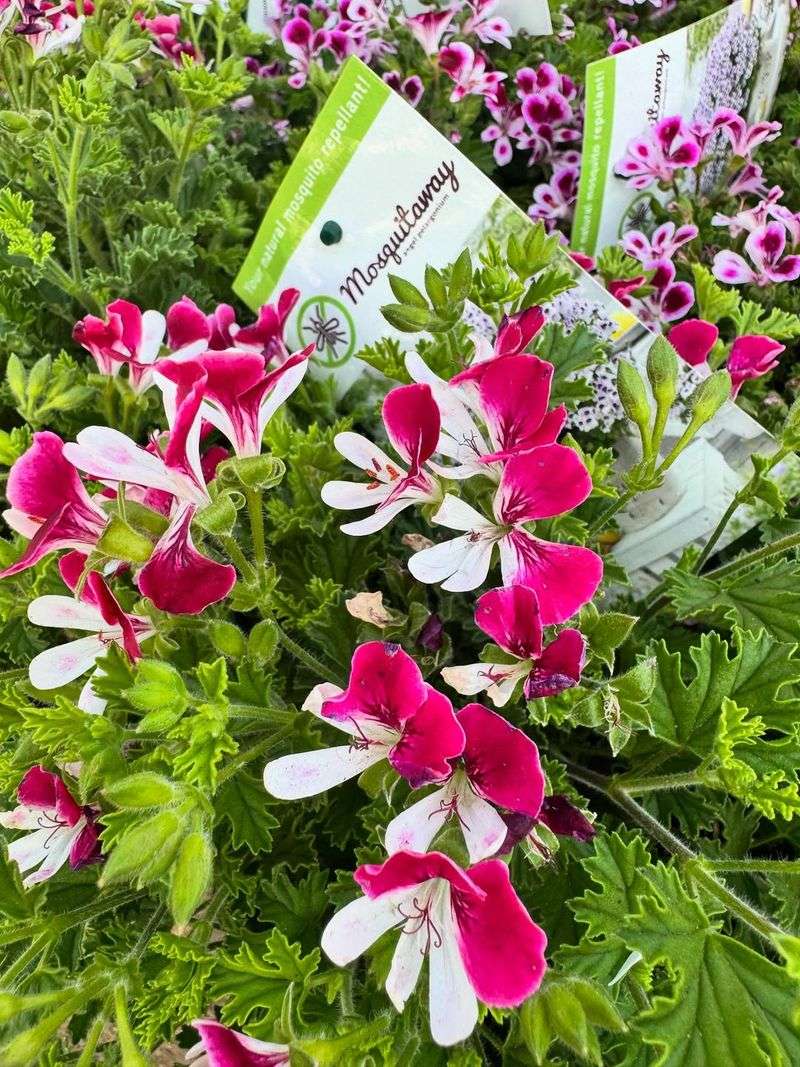 Natural Mosquito Repellent Properties