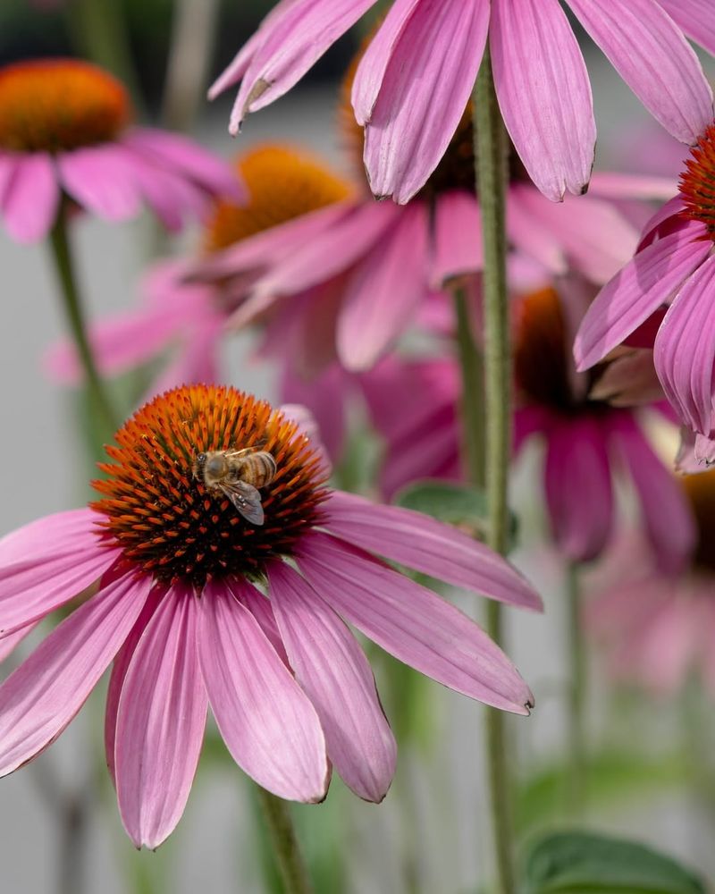 Long Blooming Season Means Consistent Food