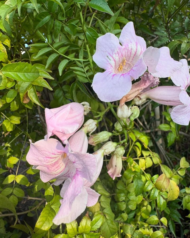 Grows Quickly to Cover Unsightly Fences