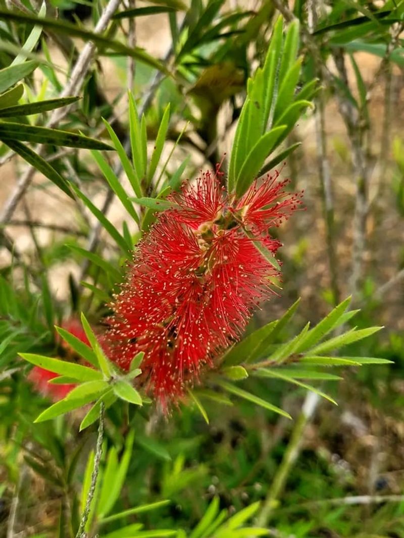 Frost Tolerance Varies By Species Selection