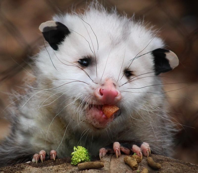 Budget-Friendly Pest Prevention