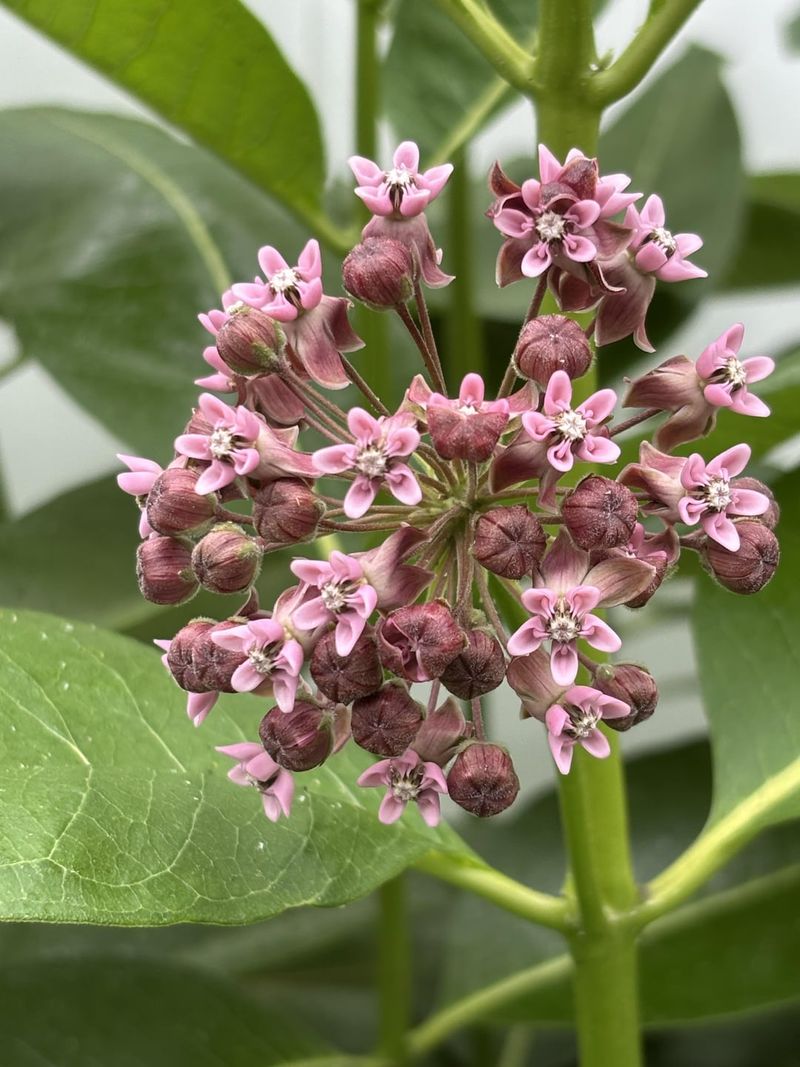 Blooms During Peak Migration Season