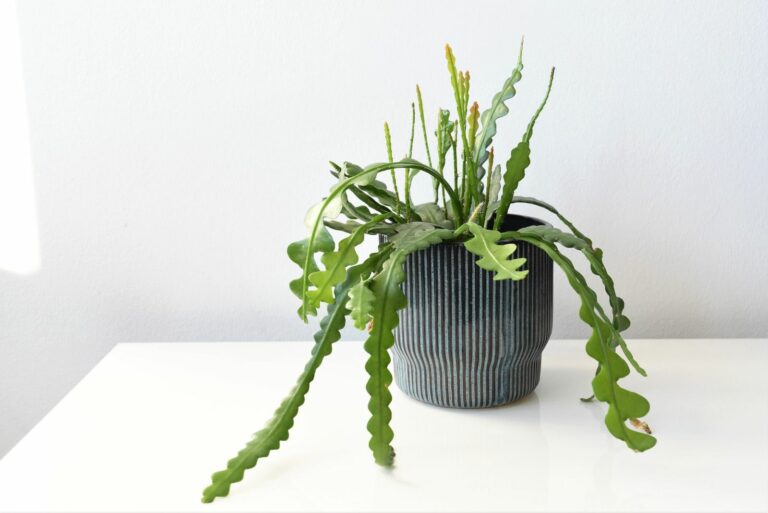 fishbone cactus