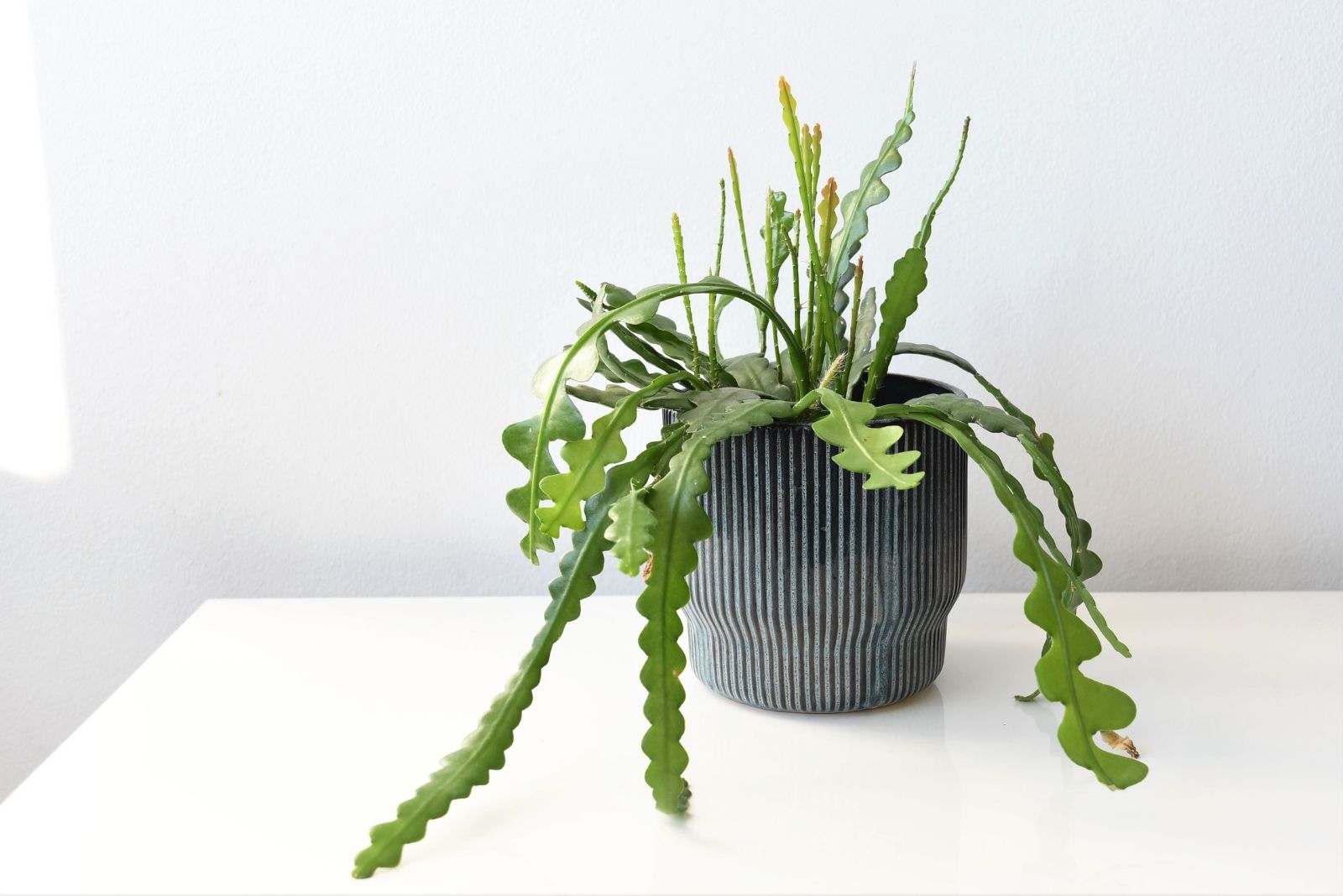 fishbone cactus