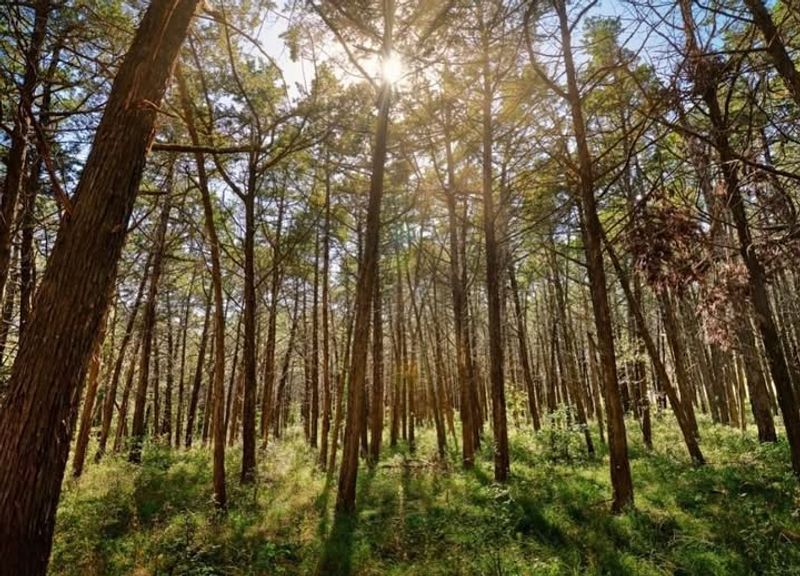 Low Maintenance Compared to Fencing