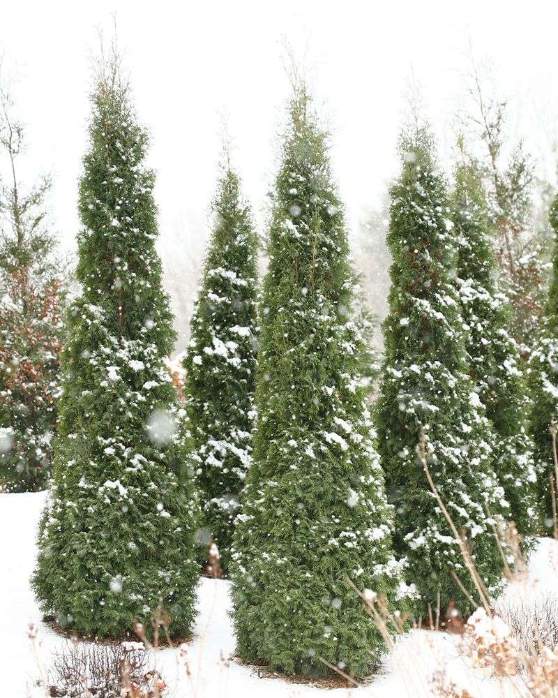 Protection From Winter Wind And Snow Damage