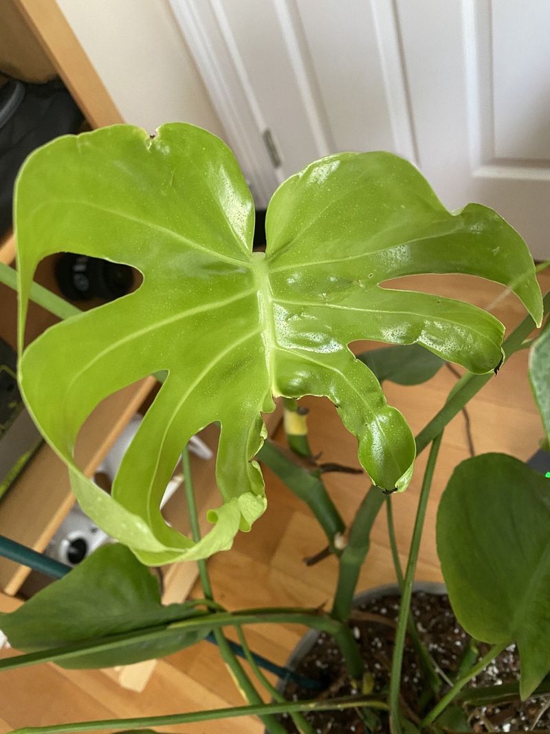 Stunted Growth And Deformed Leaves