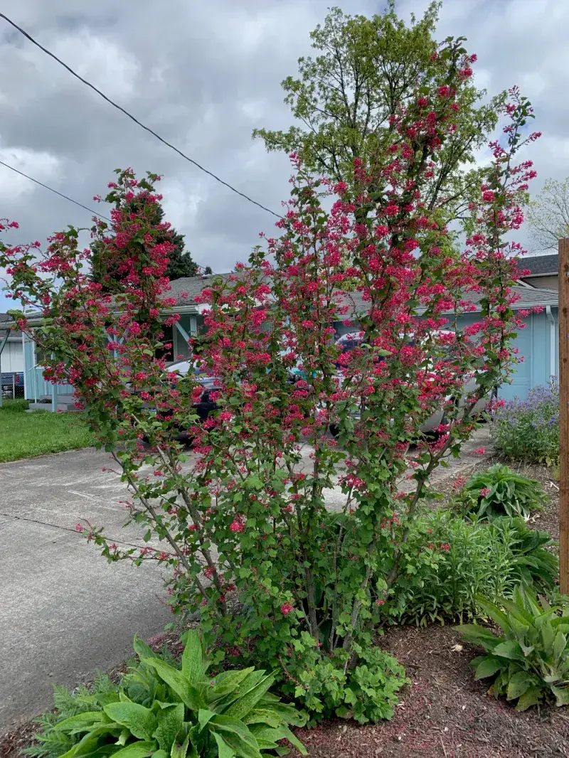 Thrives In Shade And Partial Sun