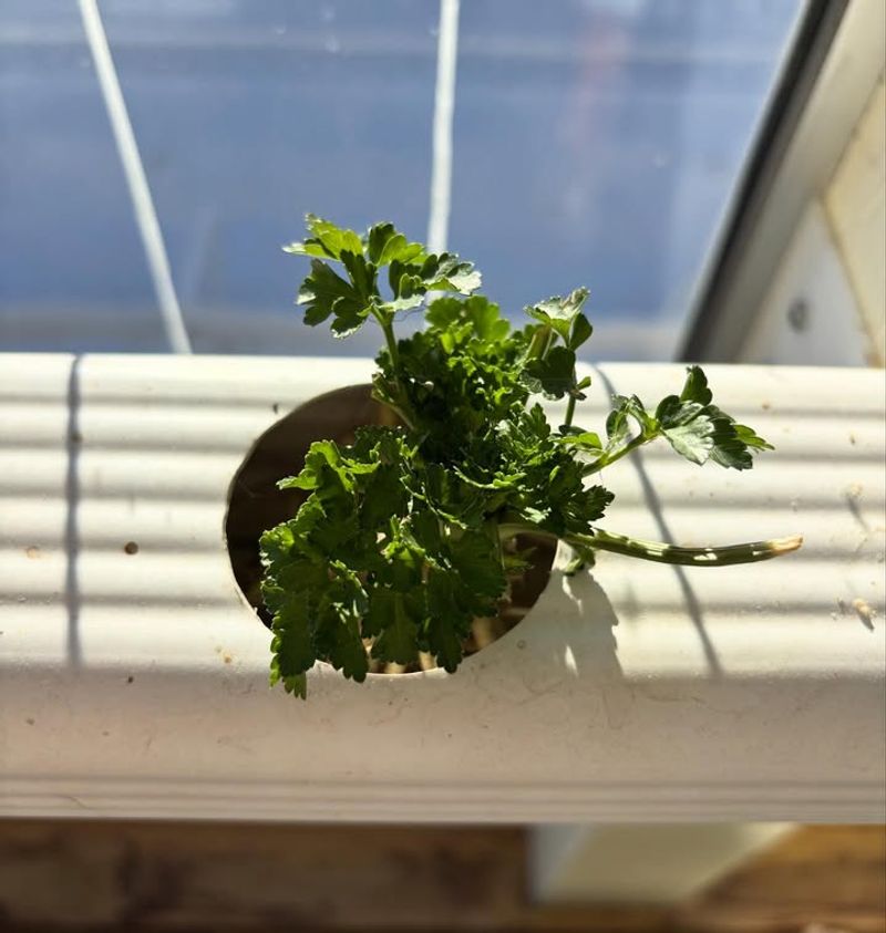 Simple Propagation From Cuttings