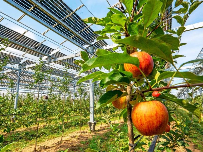 Cost Savings Through Homegrown Produce