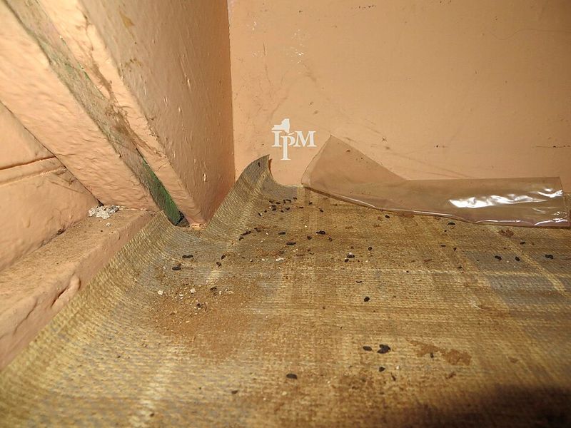 When To Call Pest Control Professionals