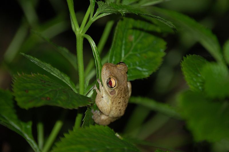 Cuban Tree Frogs