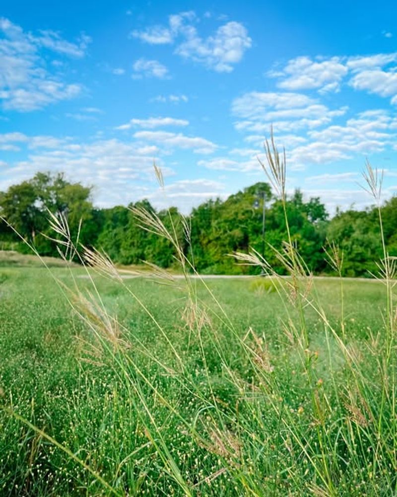 King Ranch Bluestem