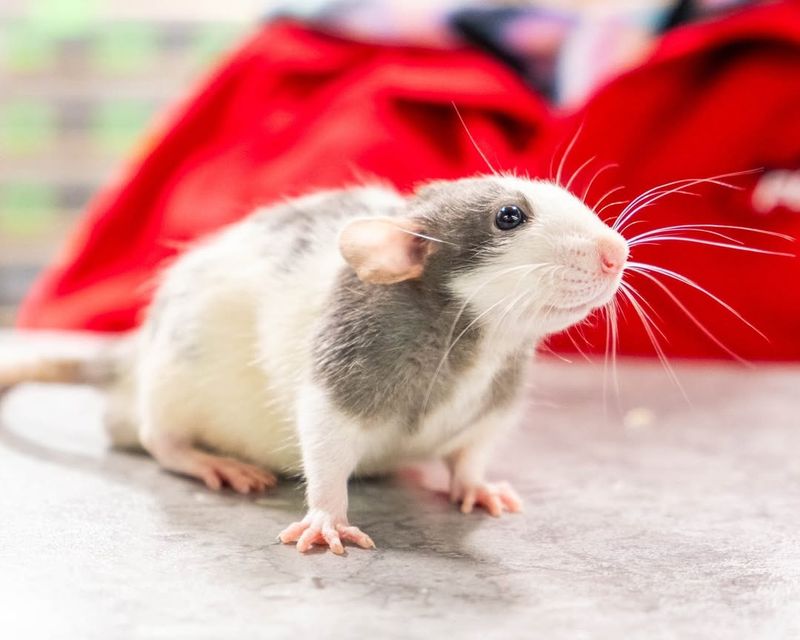 Use Natural Deterrents