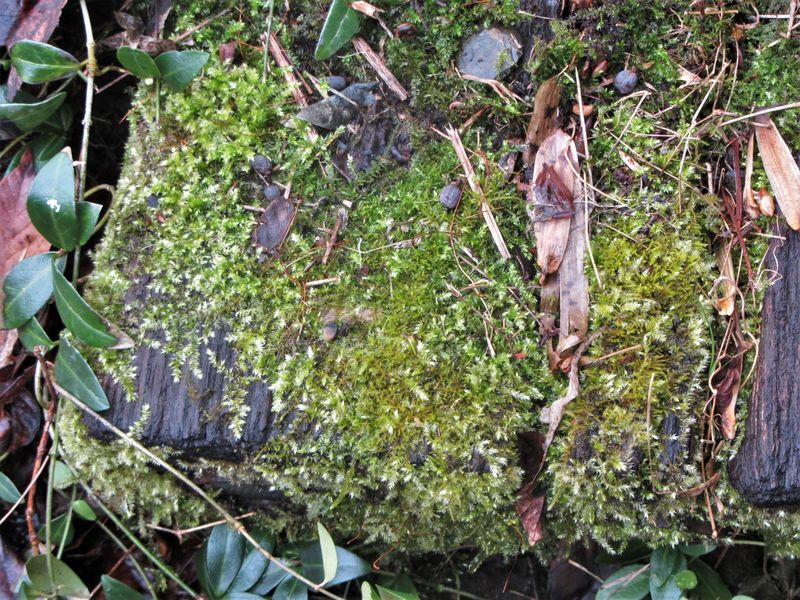 Controlling Unwanted Moss Growth