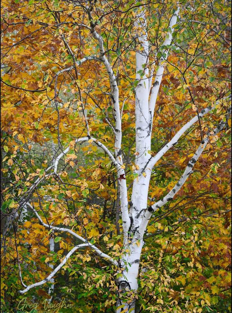 Layer In Hardy Birch Trees For Striking Winter Bark