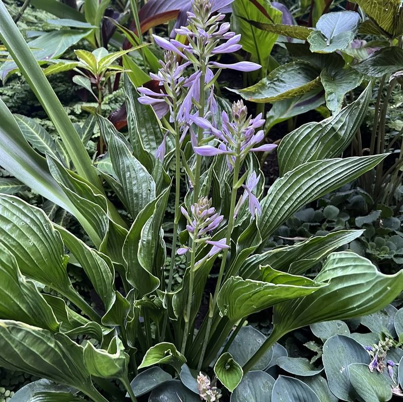 Layer Hostas For Bold Foliage Impact