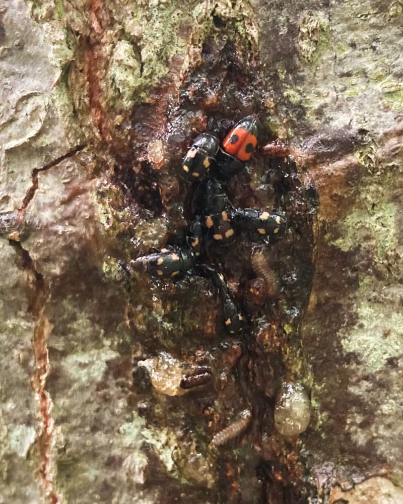 Oak Wilt Infected Material