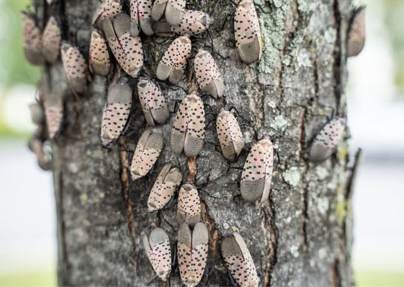 Hosts Spotted Lanternfly Infestations