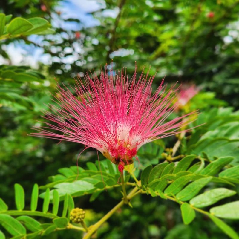 Mimosa Tree