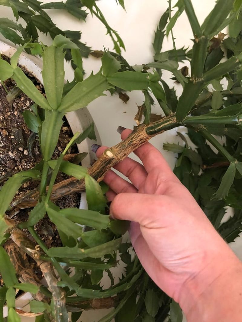 Prune for Better Shape