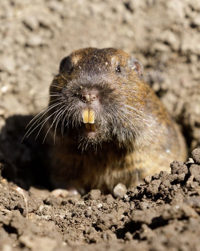 Create Vibration And Noise Deterrents