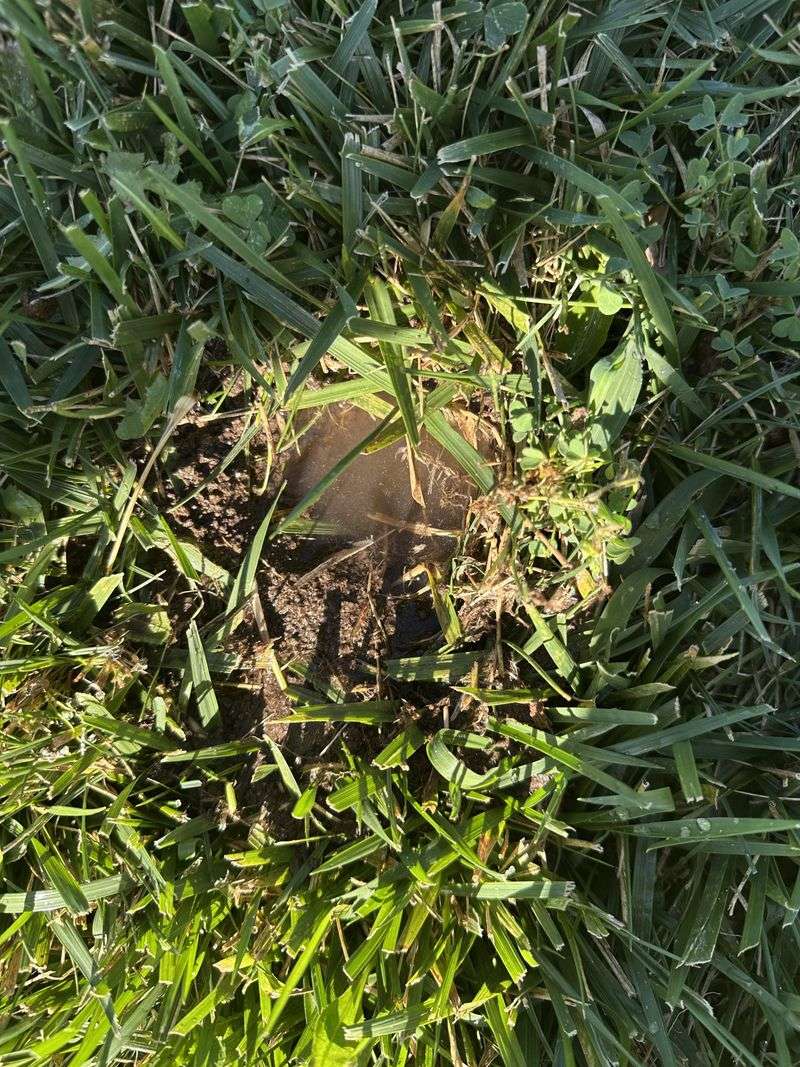 Apply Coffee Grounds To Tunnel Entrances