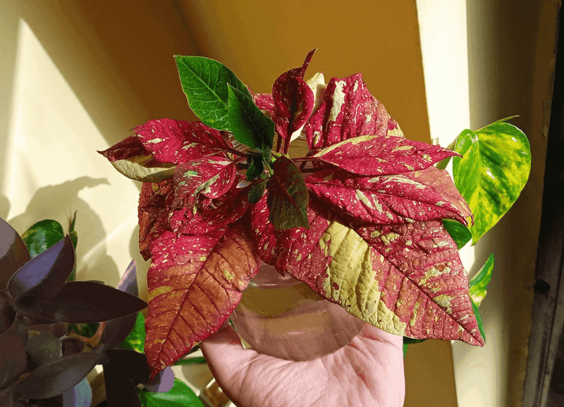 Extends The Lifespan Of Colorful Bracts