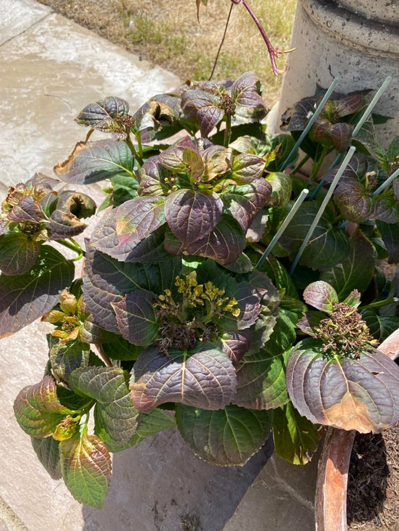 Prevents Winter Damage From Heavy Blooms